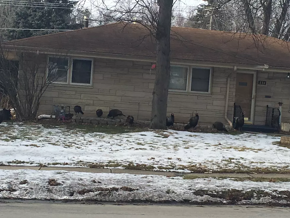 Turkeys Going Door-To-Door In Rockford Neighborhood