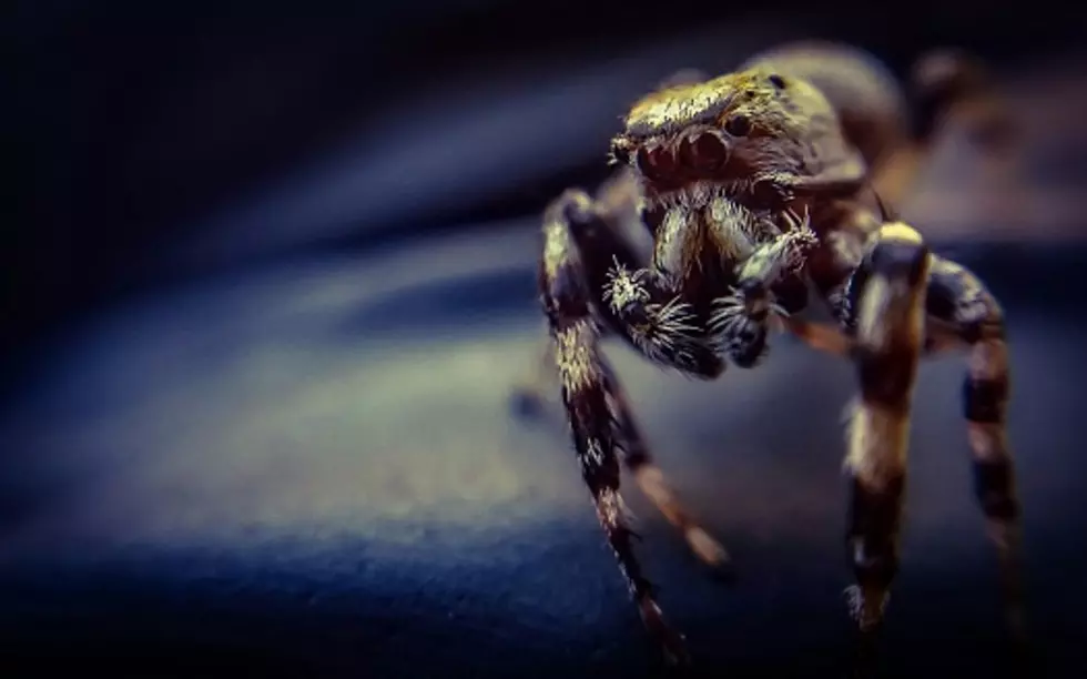 Meet the Evel Knievel of Spiders