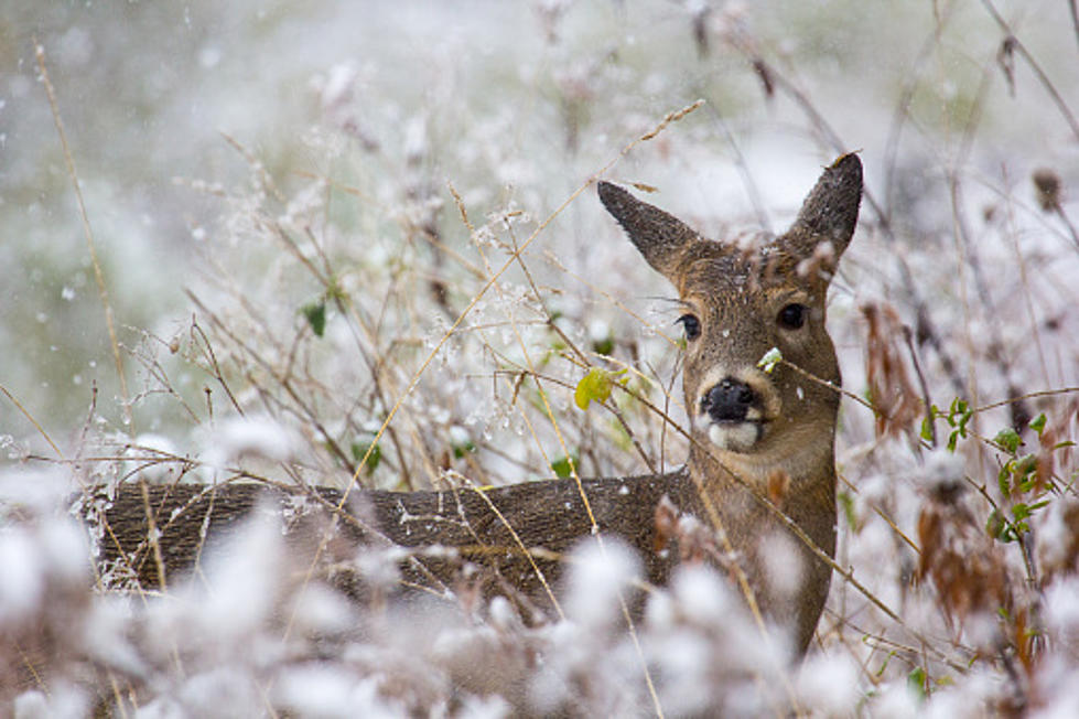 Yesterday, a Coyote–Today it’s Deer!