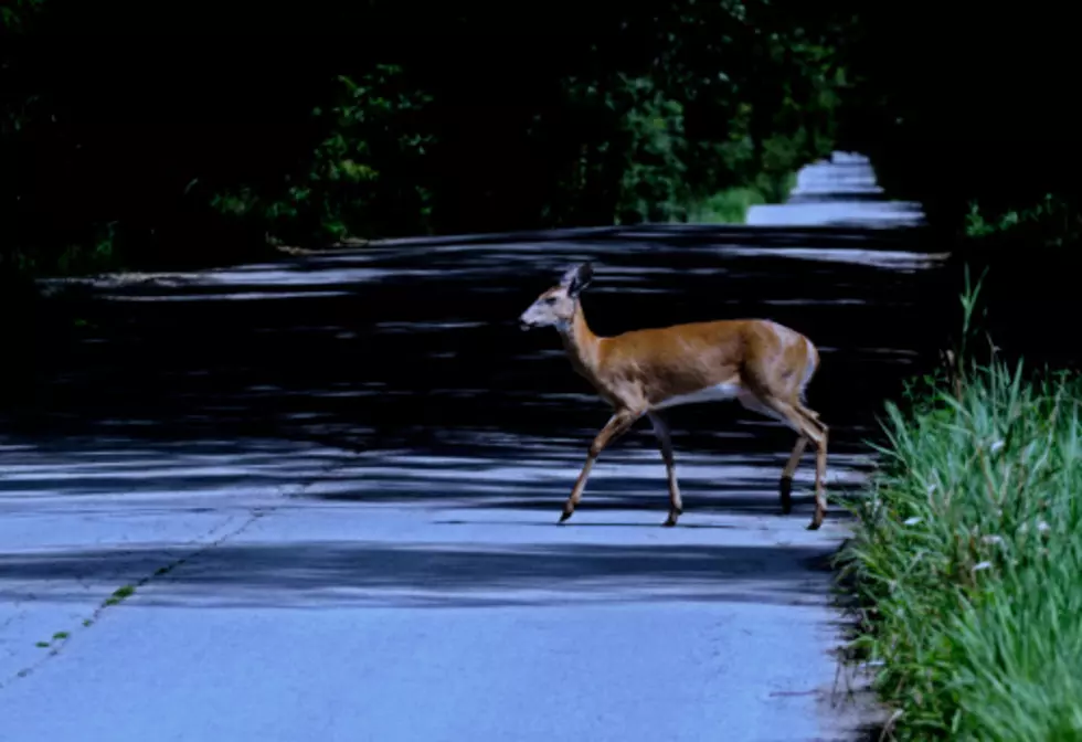 Yesterday, a Coyote&#8211;Today it&#8217;s Deer!