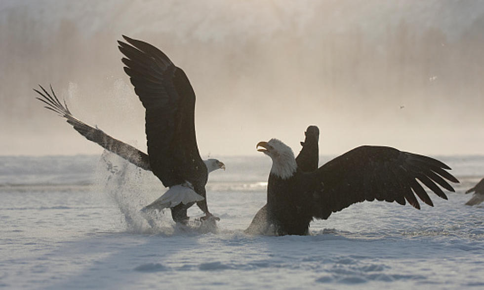 Cops Called to Break Up Eagle Brawl 