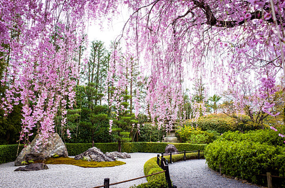 Anderson Japanese Gardens Opening Celebration Is Saturday