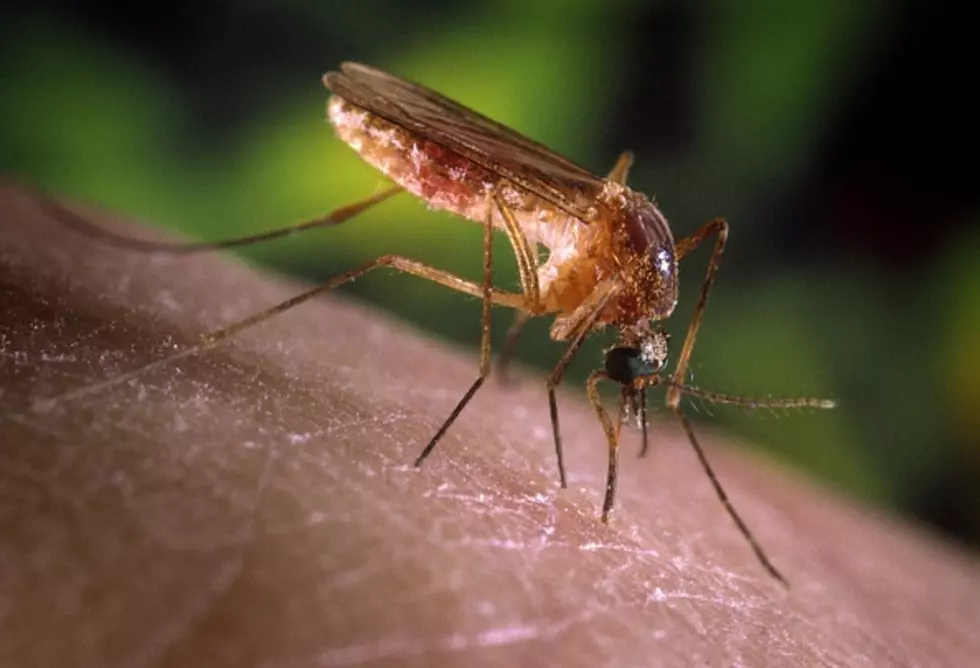 West Nile Virus Confirmed In Surrounding Counties