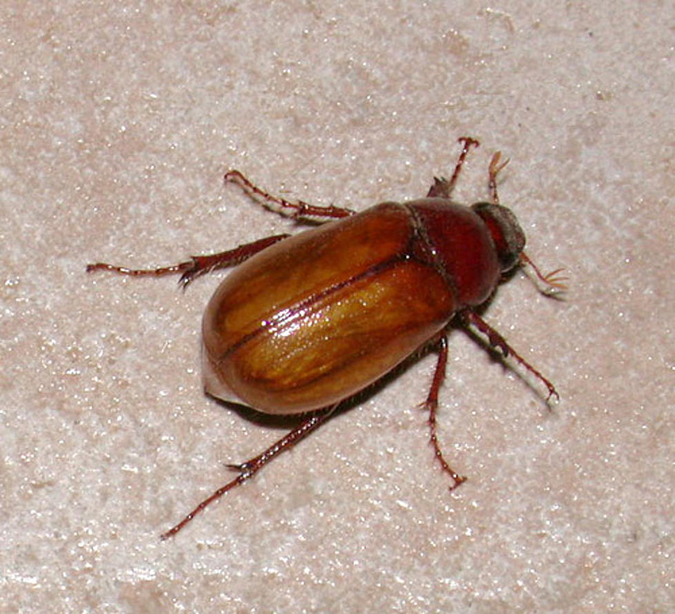 It's July, So Why is My Yard Crawling With June Bugs?