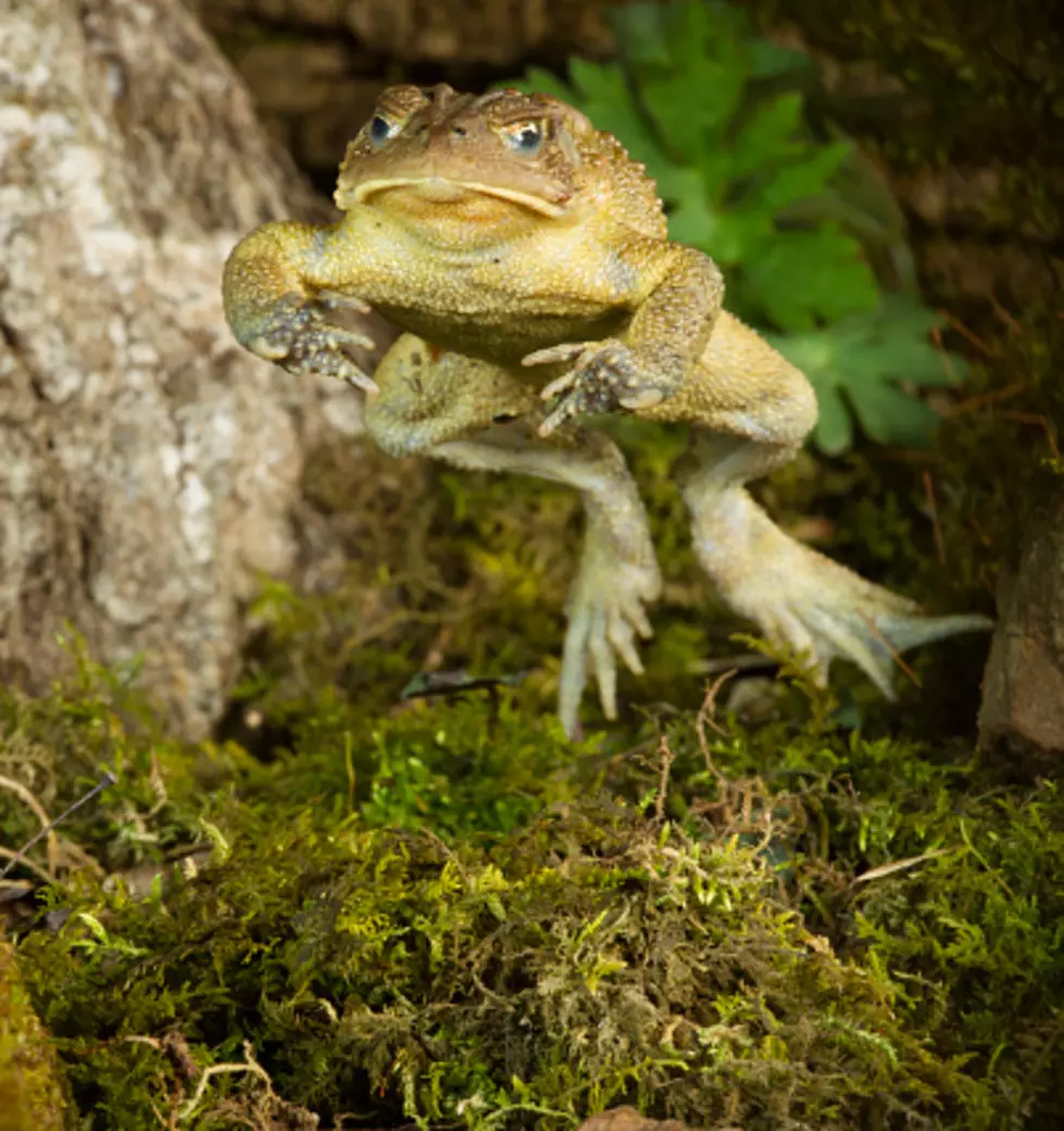 My Rockford Yard is Being Invaded by Bufo Americanus&#8211;A Follow Up