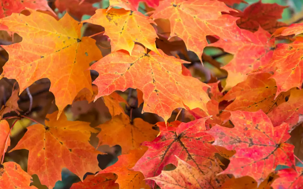 Some of Illinois’ Best Places for Fall Foliage