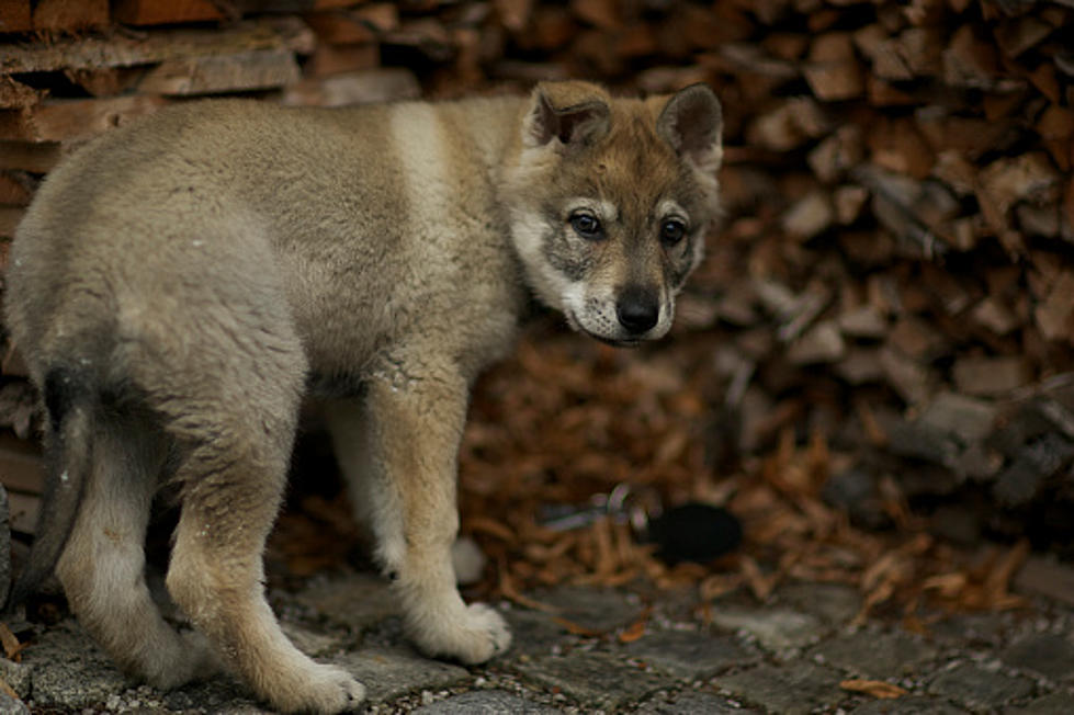 You Can&#8217;t Adopt One of These From Winnebago County Animal Services