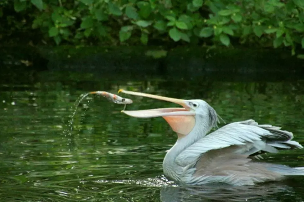 Alert WROK Listener Spots Pelicans Fishing in the Rock River Near Oregon