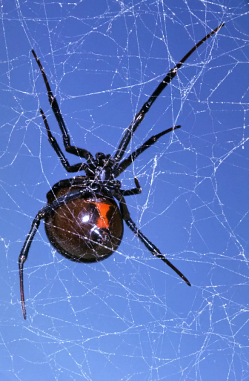 It’s Bug Season Again, So Let’s Look at Illinois’ Most Poisonous Creepy-Crawlies
