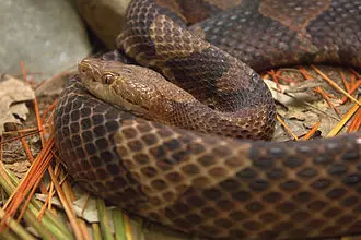 snakes poisonous copperhead venomous