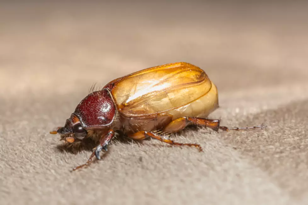 We&#8217;re Almost Half Way Through July, So What&#8217;s With All the June Bugs?
