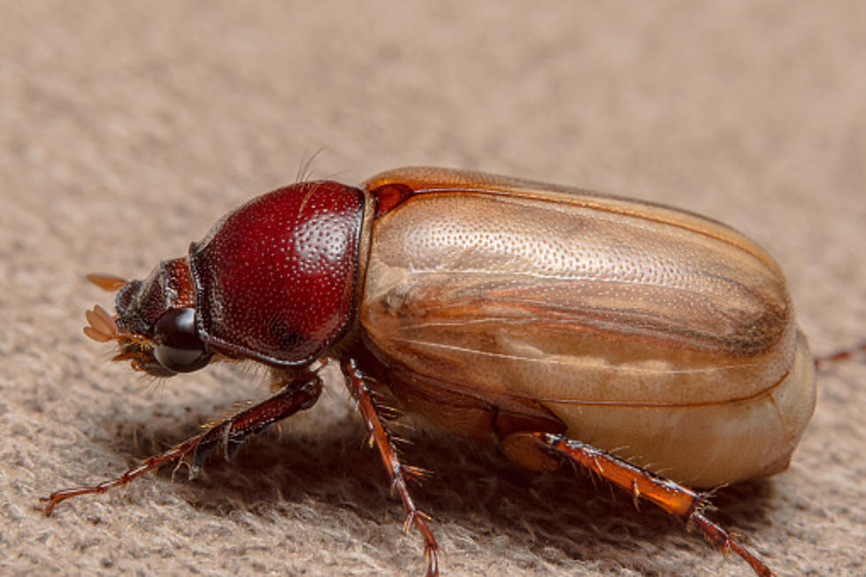 We're Almost Half Way Through July, So What's With All the June Bugs?
