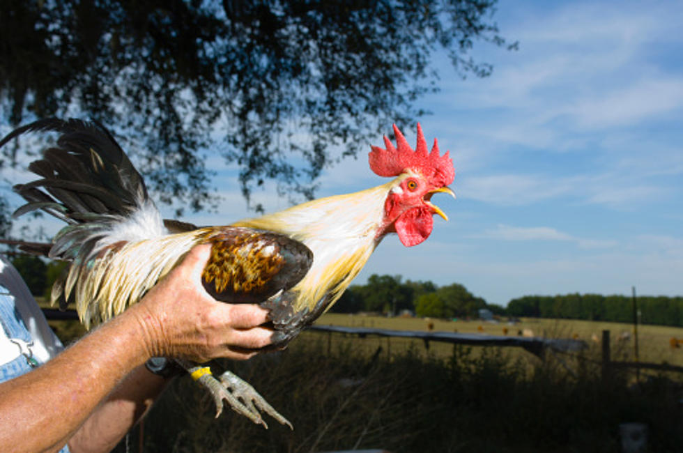 Kane County is Fed Up With Crowing Roosters, So They've Made Them Illegal