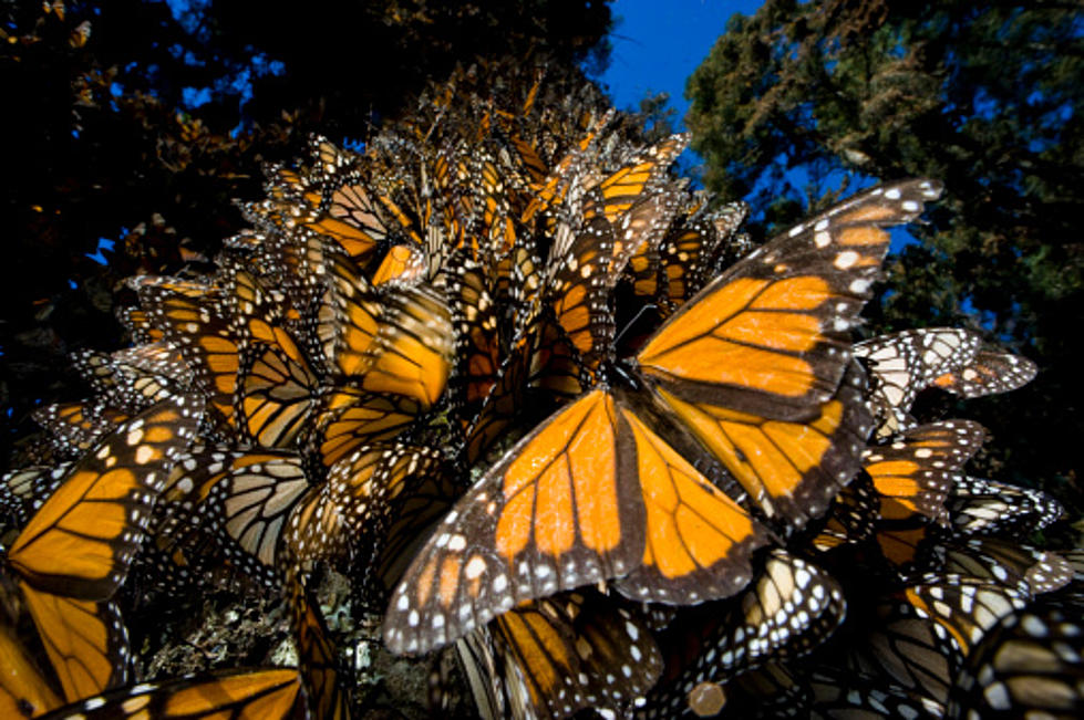 What Happened to All of the Monarch Butterflies?