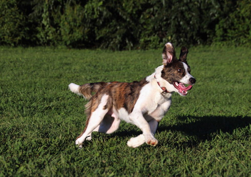 Illinois Dog Has a Strange Hobby–Rescuing Earthworms