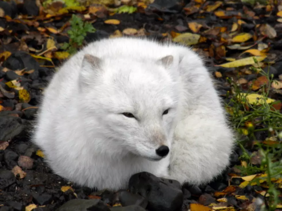 Chicago&#8217;s &#8216;Mystery Animal&#8217; Turns Out to be Rare White Fox