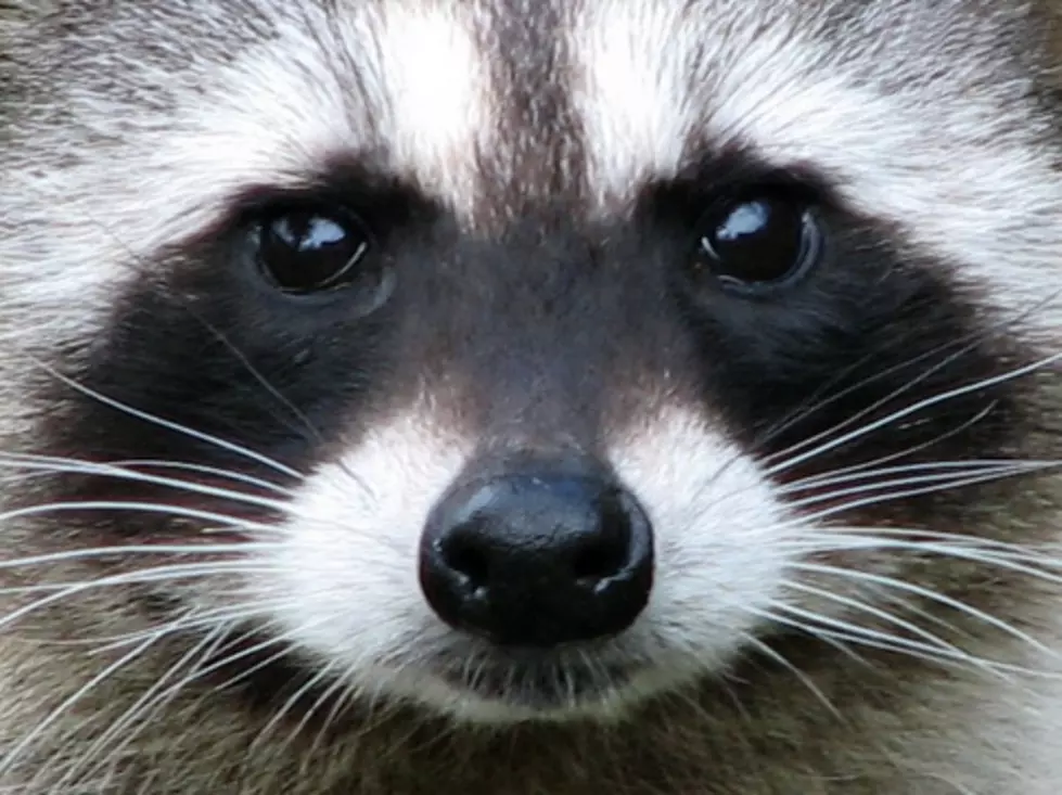 Obese Raccoon in Zion Rescued by Police