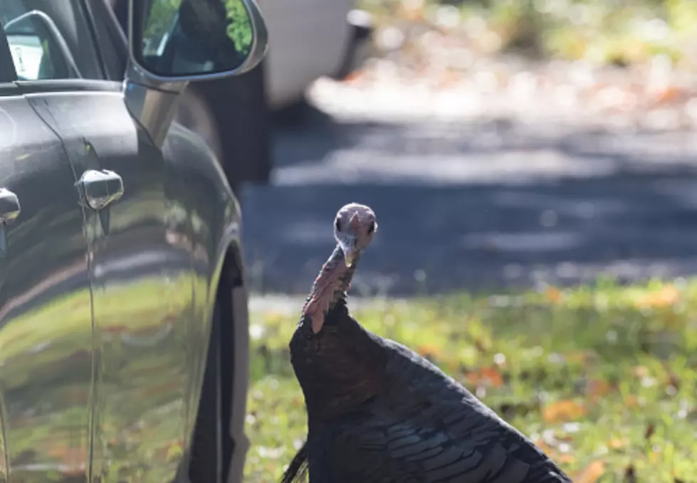 Rockford Ambulance Allegedly Plays Chicken With Turkey