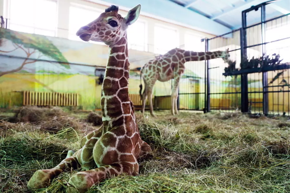 There&#8217;s a New Baby at Peoria Zoo Who Weighs 122 Pounds