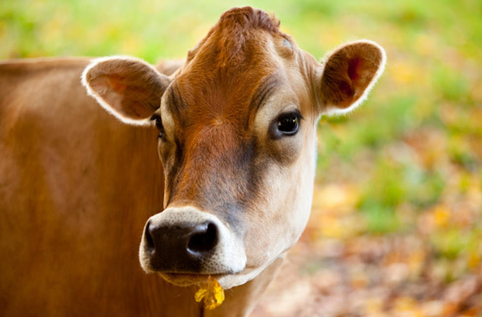 Meet Martha, Wisconsin's 'Perfect Cow'