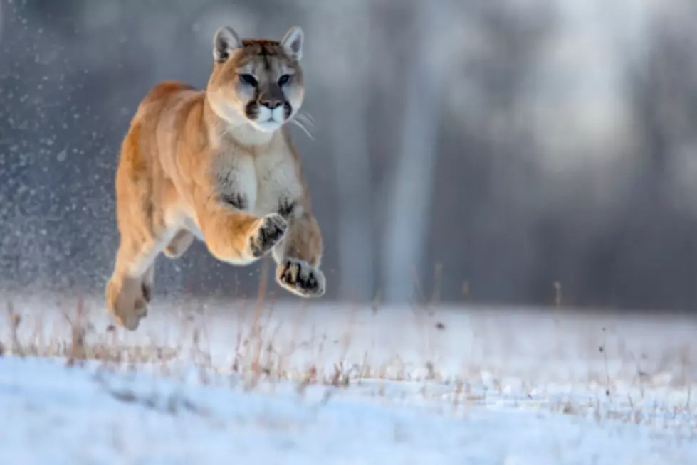 Wisconsin Has Been Having Some Mountain Lion Sightings