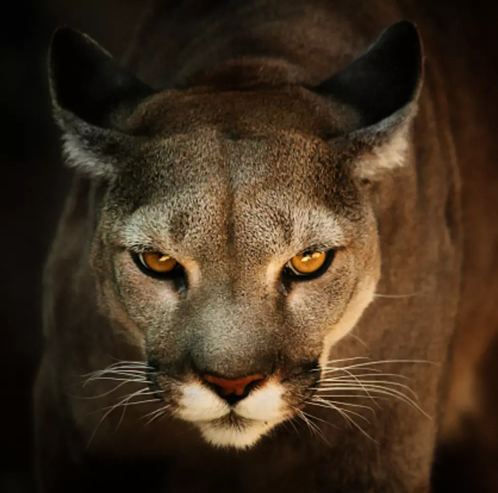 Cougar Sightings At Devil’s Lake State Park