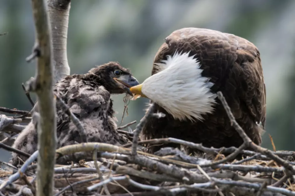 Live From Decorah, Iowa&#8211;It&#8217;s Must-See Eagle TV