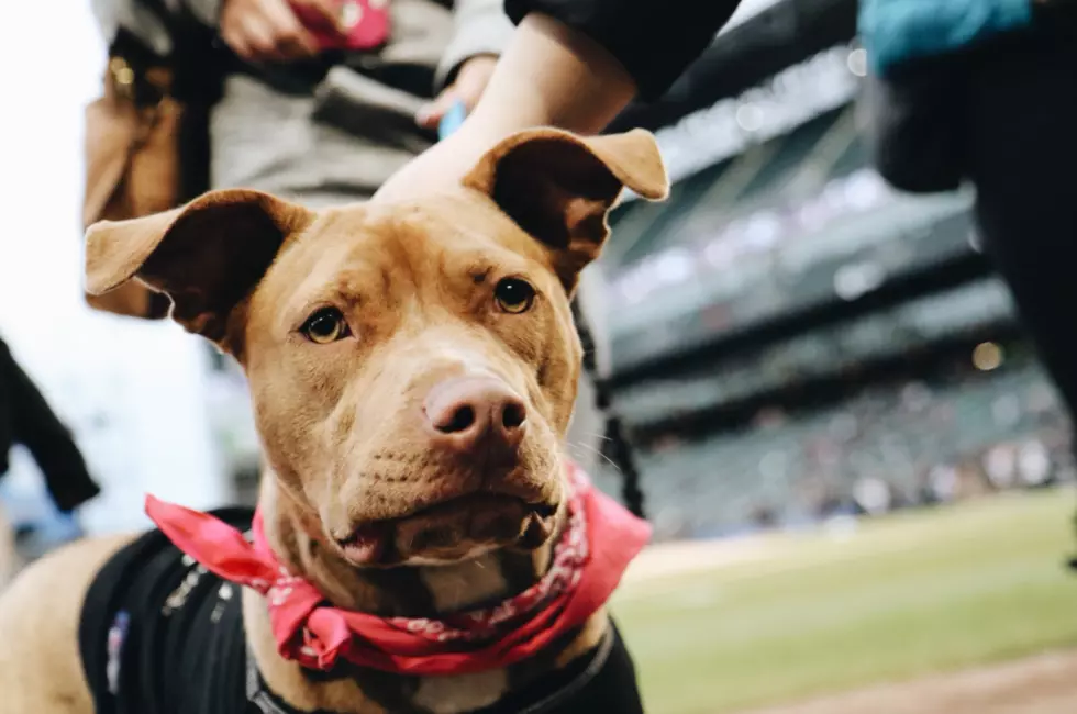A Quick Ranking Of All The Dogs That Went To The White Sox Game