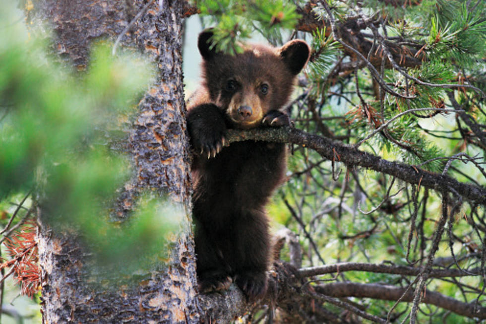 Wisconsin Bear Cub Makes Human-Like Escape