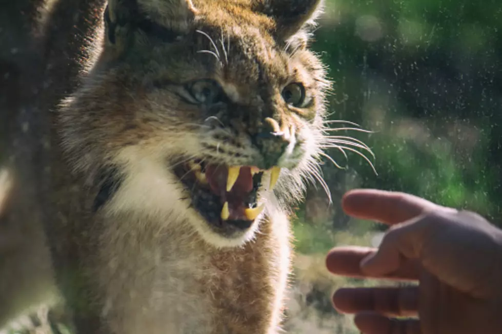 How Many Bobcats Are Wandering Illinois?