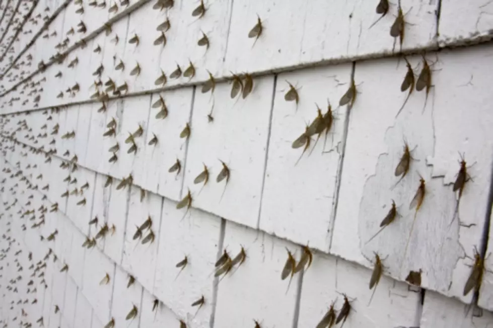 Mayflies Are Swarming in the South&#8211;Illinois Next?