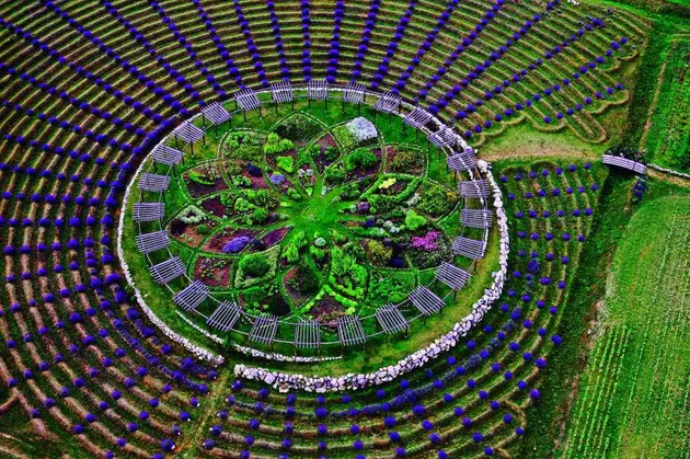 This Lavender Labyrinth Is Just A Day&#8217;s Trip From Rockford