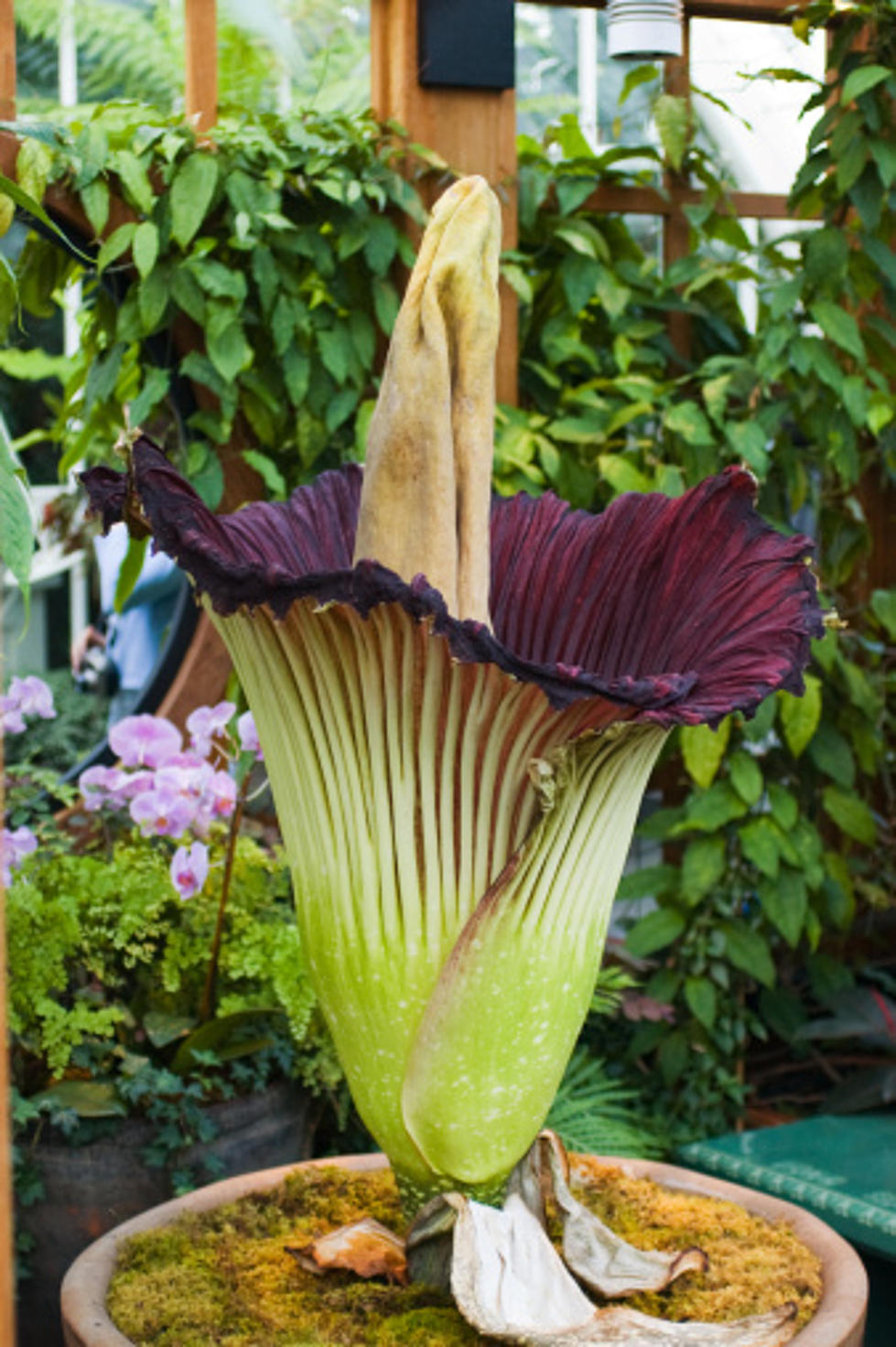 Rockford's Stinky 'Corpse Flower' May Bloom Soon