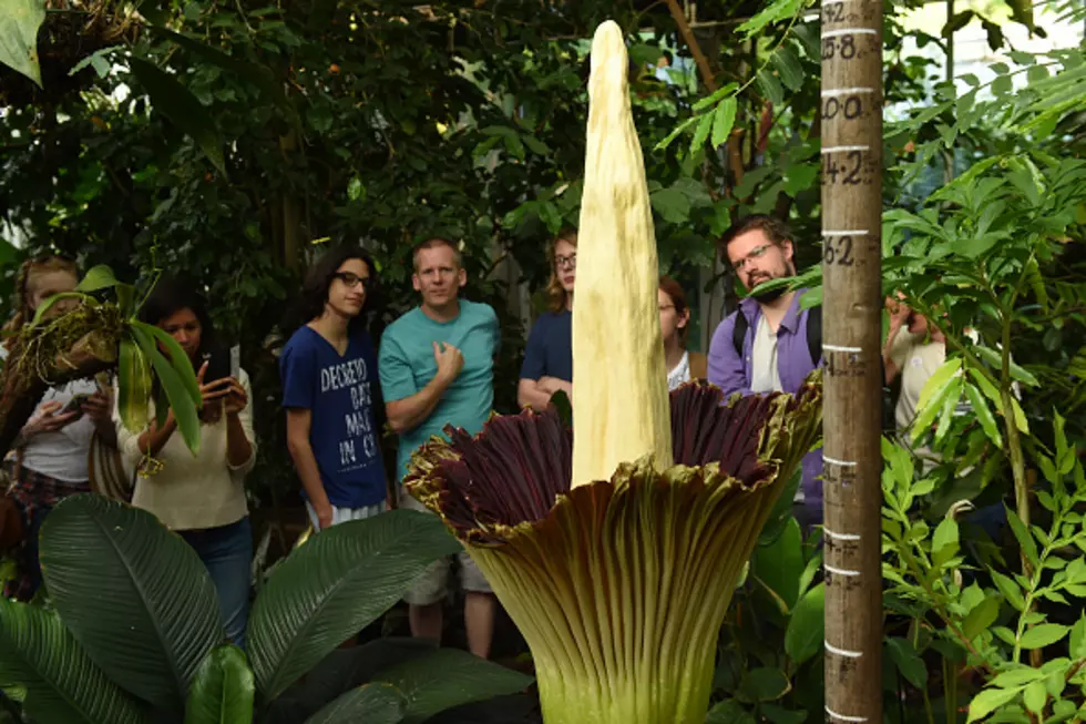 Rockford&#8217;s Stinky &#8216;Corpse Flower&#8217; May Bloom Soon