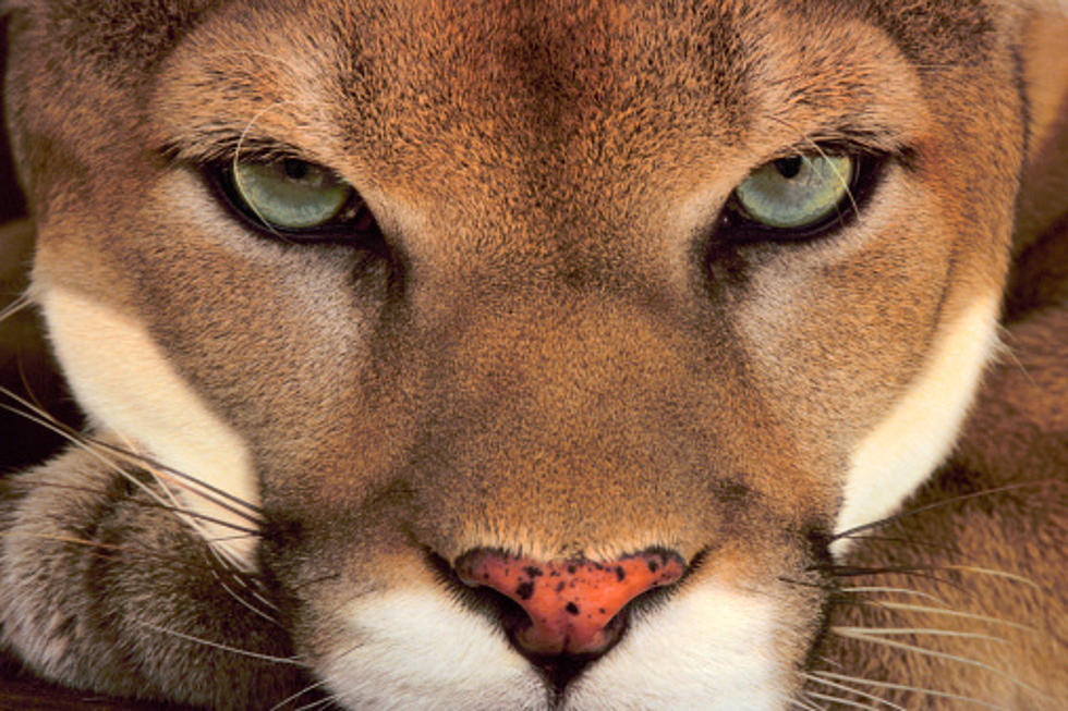 Mountain Lion Reported in Wheaton