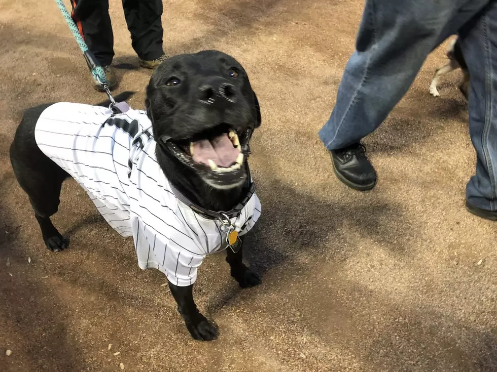 Here Are Some Of The Very Good Dogs That Took In The White Sox Game