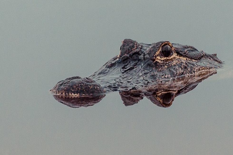 Alligator Found and Rescued in Lake Michigan