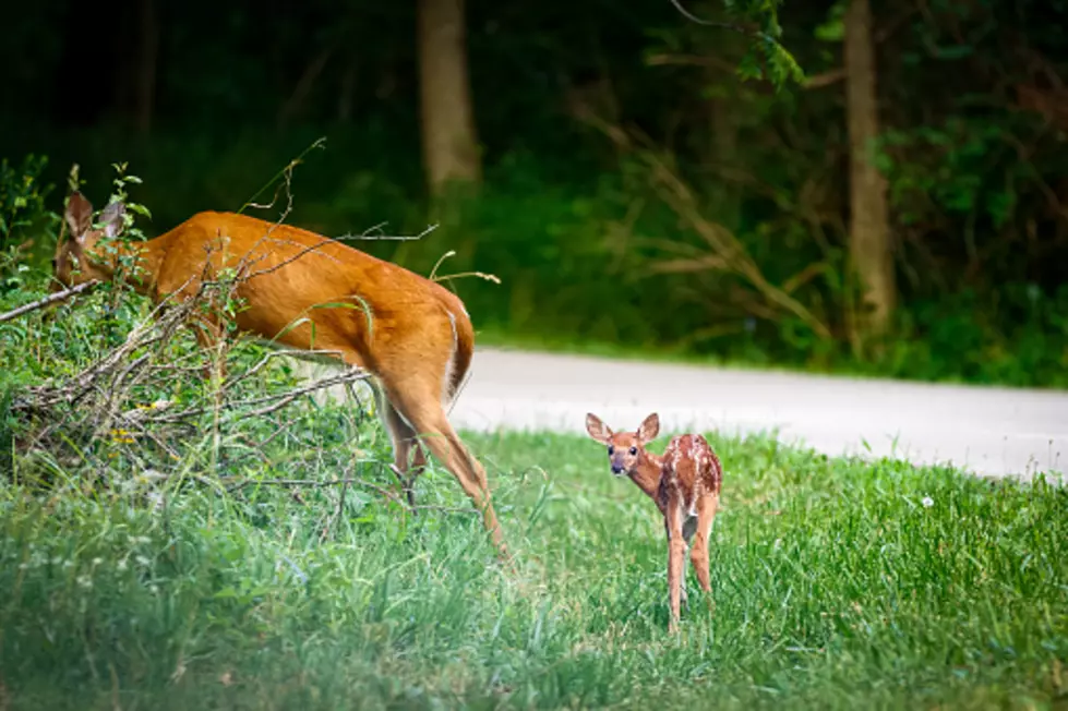 It&#8217;s the Season&#8211;To Watch Out For Deer on the Roads