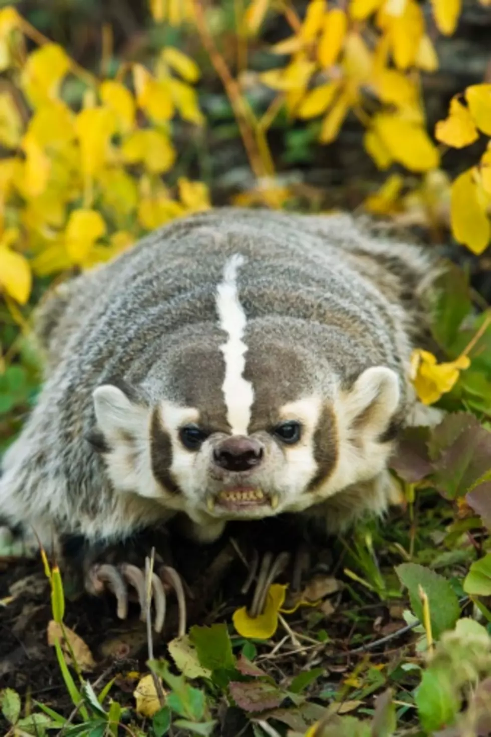 Two &#8216;Aggressive&#8217; Badgers Break Out of Illinois Zoo