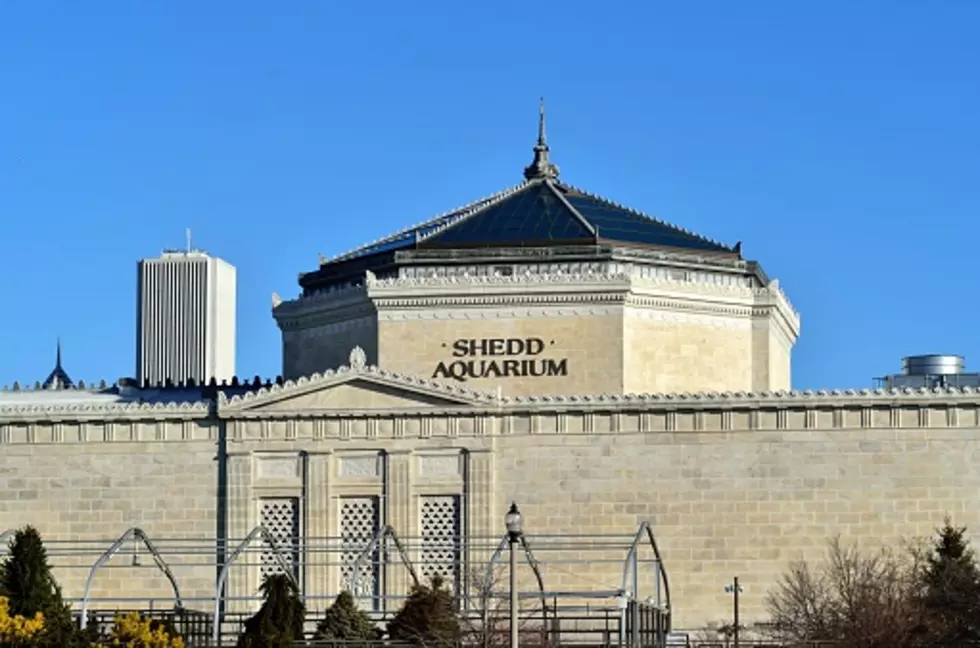 Chicago&#8217;s Adler Planetarium Announces Re-Open Date And Free Admission For IL Residents