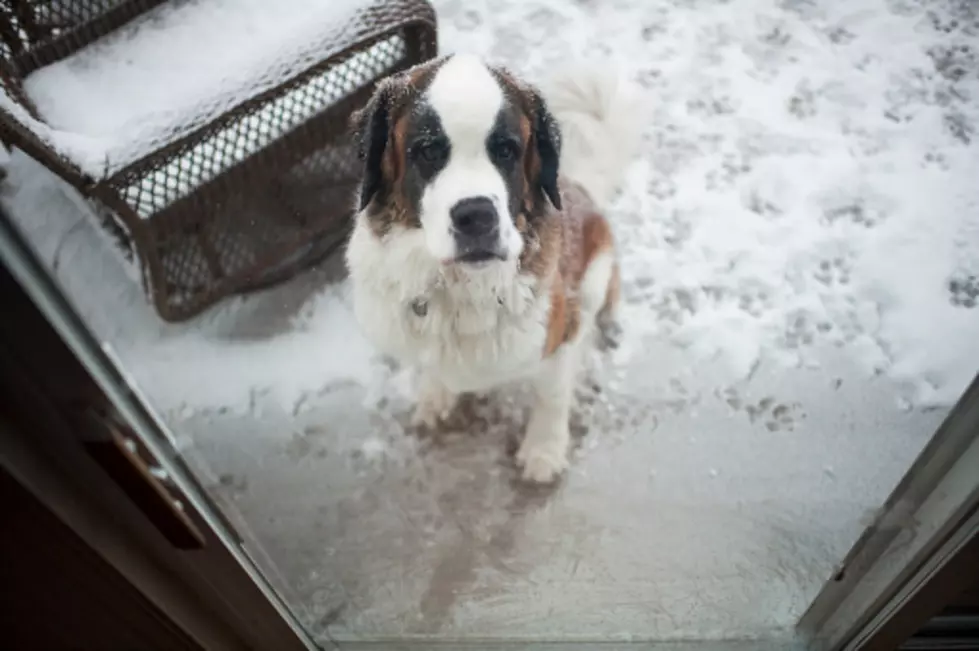 Lucky St. Bernard Survives 17 Frigid Days Outside in Minnesota