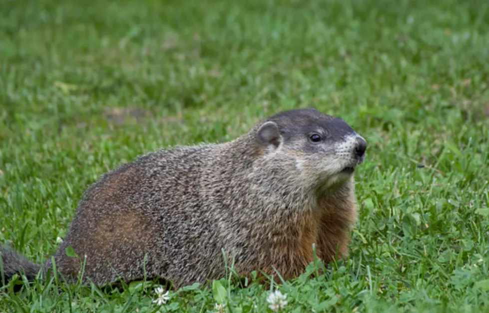 Sun Prairie, Wisconsin&#8217;s Jimmy The Groundhog Is Ready