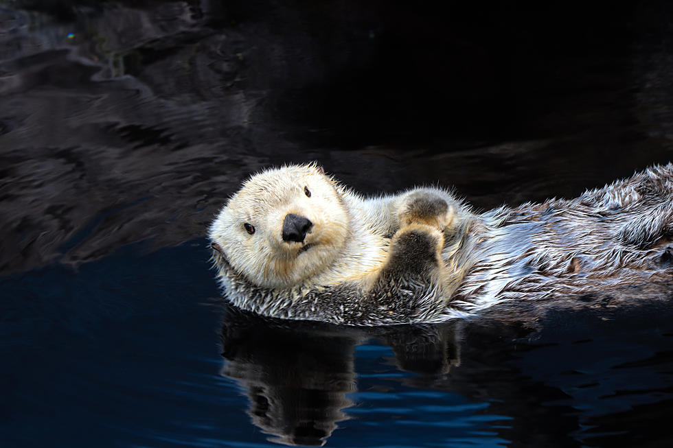An Otter Might Be The University Of Illinois’ Next Mascot