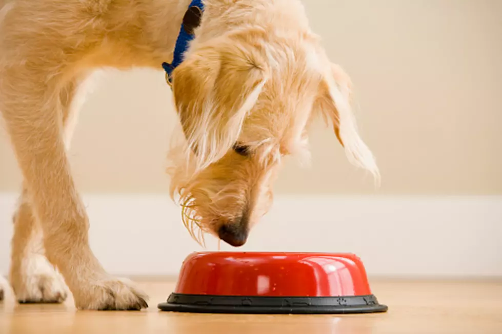 FDA Warns Of Salmonella Health Threat In Dog Food