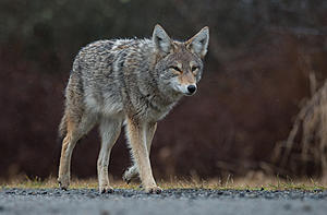 Pet Owners Warned Coyotes Are Wily, Hungry In The Spring
