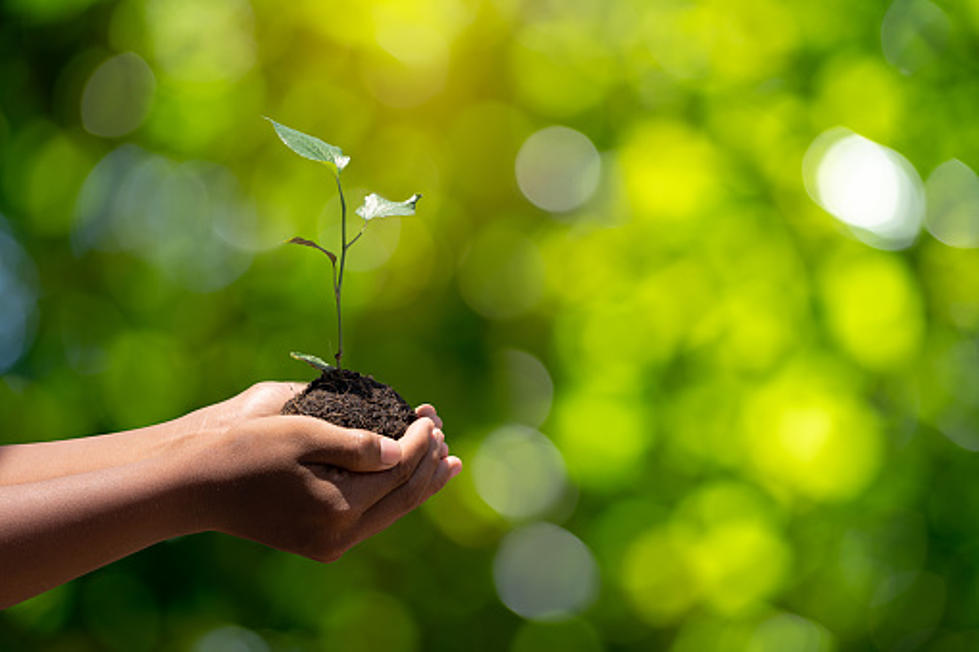 Winnebago County Clerk Lori Gummow Has Free Trees For Earth Day