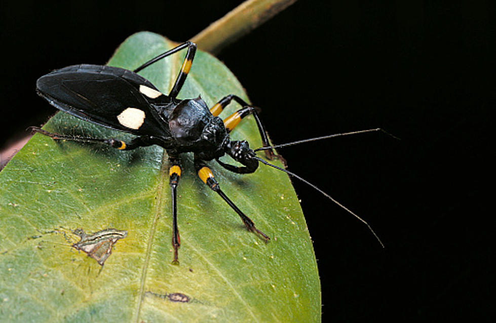 CDC Says Kissing Bugs Have Moved North, Including Illinois