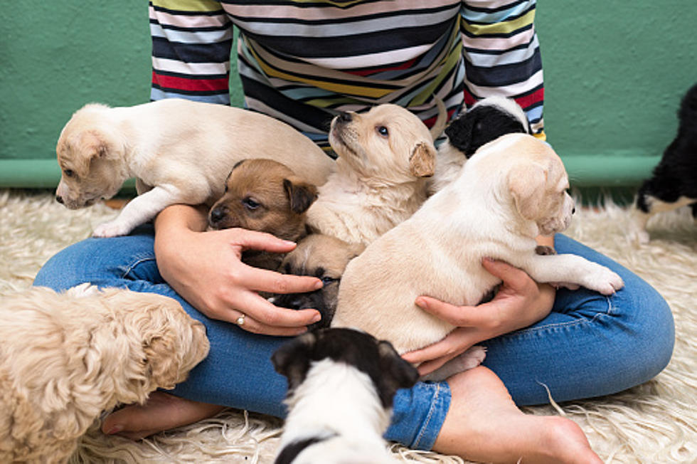 Puppies Found In Wisconsin Trash Can Are Ready For Adoption