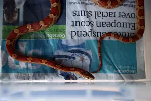 Snake Turns Up In Washing Machine Smelling &#8216;Like Downy&#8217;