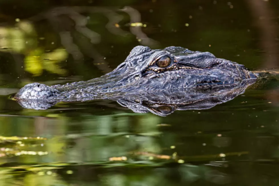 Chicago Cops: There&#8217;s An Alligator In Humboldt Park Lagoon